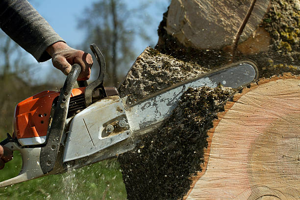 Tree Branch Trimming in Melvindale, MI